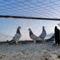 کبوتر|پرنده|مشهد, محمدآباد|دیوار