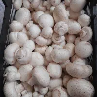 قارچ دکمه ای تازه