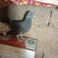 کبوتر پلاکی معاوزه|پرنده|شیراز, ظفرآباد|دیوار