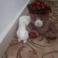 خرگوش خانگی تربیت شده رایگان بفروش میرسد