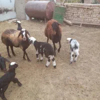 ۴ عدد میشه بره دار بره های پلنگی|حیوانات مزرعه|باغ حلی, |دیوار