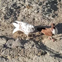 5تا کبوتر