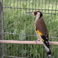 سهره نر بخون رام با قفس