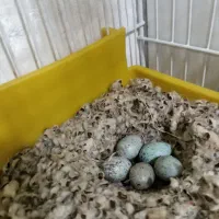 جفت قناری موزایکی و4تا تخم