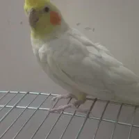 عروس هلندی نر