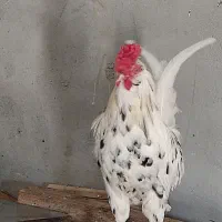 خروس|حیوانات مزرعه|اهواز, ۳۰ متری|دیوار