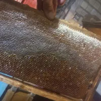فروش عسل طبیعی فقط عمده