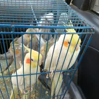 عروس هلندی سرحال