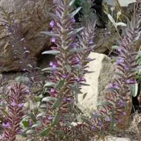 پونه کوهی یا کاکتی