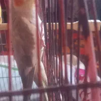 عروس هلندی|پرنده|کتالم و سادات شهر, |دیوار