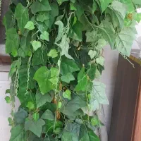 درختچه انگور