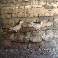 کفتر
