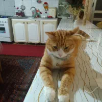 فروش سیمکارت ۹۱۲ با کد ۴