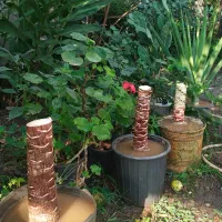 گل گیاه|گل و گیاه طبیعی|کلاچای, |دیوار