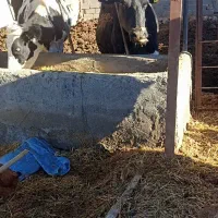 دو راس گاو شیری درجه یک