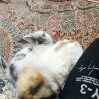 جفت خرگوش لوپ آبستن