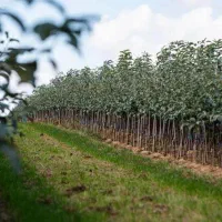 فروش نهال مثمر و غیر مثمر بدون واسطه