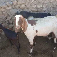 بزغاله نراخته شده