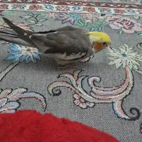 عروس هلندی نر