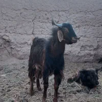 چپش نری رشتی چاق|حیوانات مزرعه|بم, |دیوار