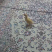 جوجه اردک