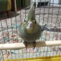 جوجه عروس هلندی|پرنده|تربت‌حیدریه, کلاته توکلی|دیوار