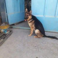 سگ ژرمن شپر