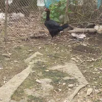 خروس لاری اصیل|پرنده|فومن, |دیوار