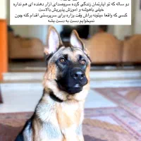 سگ ژرمن