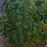 انواع نهال|خدمات باغبانی و درختکاری|شیراز, عادل آباد|دیوار