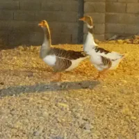 دوتاغاز به بفروش|حیوانات مزرعه|بندرعباس, |دیوار