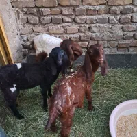 ۳ عدد بزغاله پاکستانی اصل  خوراک خور ۳ماهه