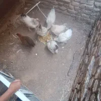 مرغ برهما
