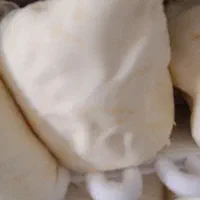 کره گوسفندی