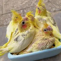 عروس هلندی مولد کلکسیونی رو تخم