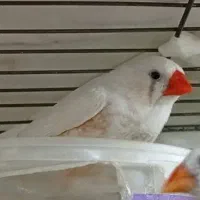 فنج نر