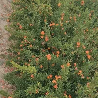 نهال انار|خدمات باغبانی و درختکاری|ساوه, |دیوار