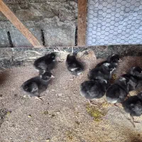 جوجه نژاد آمروک آمریکایی