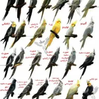 سر پرستی تمام حیوانات|پرنده|تهران, هلال احمر|دیوار