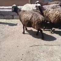 گوسفند میش