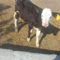 گوساله نر گوشتی سیمتال برای پرواری