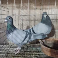 مسافتی آردن و بلژیک.. پیتر مروی ،ون روی،جانسون|پرنده|اصفهان, عطار نیشابوری|دیوار