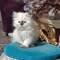 واگذاری توله پرشین