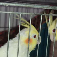 عروس هلندی