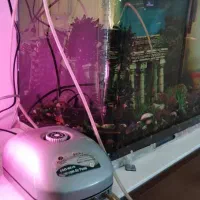 آکواریوم لوکس|ماهی|تهران, آشتیانی|دیوار