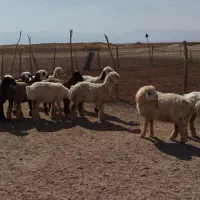 بره ماده|حیوانات مزرعه|مرودشت, مجد آباد|دیوار