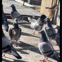 کبوتر پلاکی مسافتی