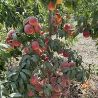 تولید و عرضه انواع نهال ها|خدمات باغبانی و درختکاری|تربتحیدریه, کلاته توکلی|دیوار