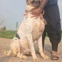 سگ افغان آلابای