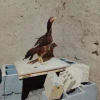 مرغ لاری|حیوانات مزرعه|بلورد, |دیوار